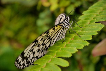 A Tree Nymph butterfly on a fern leaf
