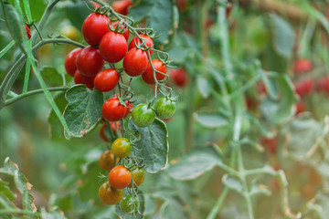 Ripe red tomatoes and colorful variety, hanging on the vine of a tomato tree in the garden.