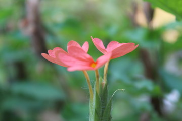 red flower in the garden