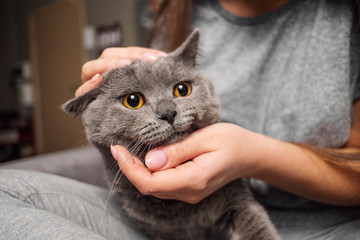 girl stroking british cat, funny happy muzzle of cat, cat smiles, dissatisfied cat in hands of owner