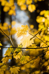 Bright yellow leaves illuminated by sunlight; sunlght shining through vibrant fall leaves on a tree in a forest