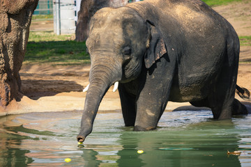 Fototapeta premium Elephant drinking water