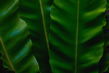 Green leaves background. Green leaves color tone dark  in the morning.Tropical...