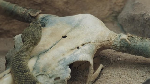 Handheld shot, of a McMahon's viper, Eristicophis, Asian sand viper, in slow motion, resting in the sun, on a dead buffalo's skull, in the desert