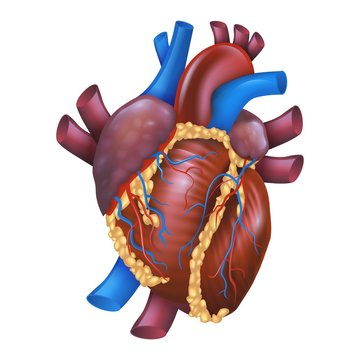 Realistic Vector Illustration Human Healthy Heart