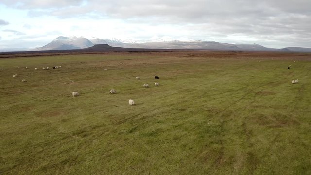 Aerial view of sheep grassing 