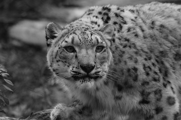 Black and white Profile Portrait of a Snow Leopard in a Snow Storm Against a Mot