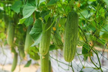 Fresh cucumbers growing in garden. Organic vegetable farm