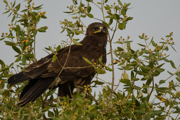 Greater Spotted Eagle / Clanga clanga