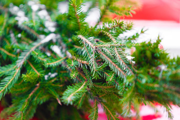 Fir tree branches selective focus. Evergreen macro