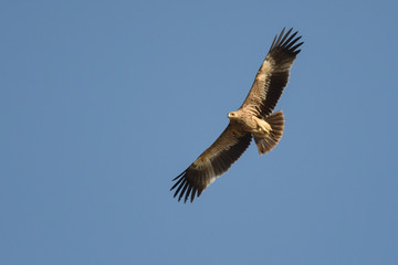 The bird flies against the sky. Eastern Imperial Eagle / Aquila heliaca