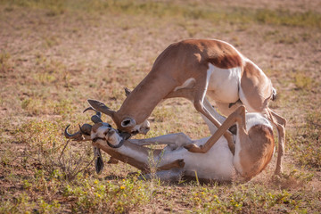 Action packed fighting between two territorial Springbok rams.