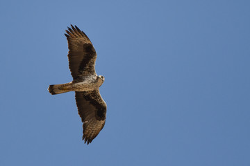 The bird flies against the sky. Bonelli's Eagle / Aquila fasciata