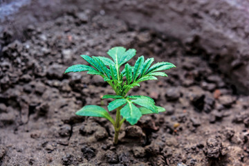 Young Seedling Marigold Plant
