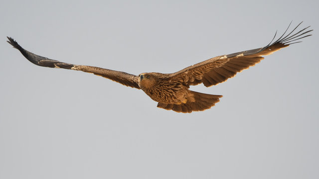 The bird flies against the sky. Eastern Imperial Eagle / Aquila heliaca