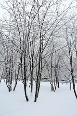 Winter-trees in snow