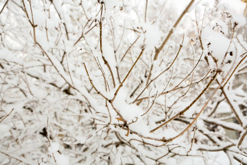 Winter-trees in snow