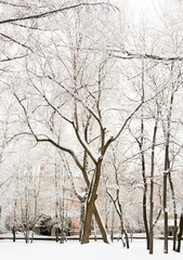 Winter-trees in snow