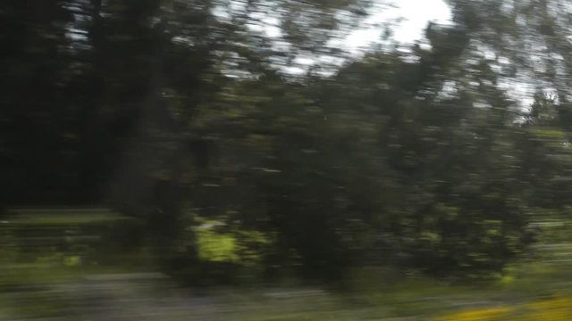 Green landscape views through a train window