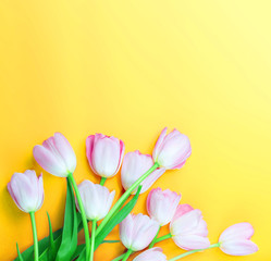 Tulips flowers  on colorful background with copy space. Beautiful spring flowers on yellow table, top view