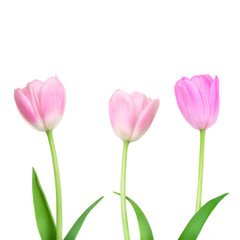 Tulips flower isolated on white background. Row of Beautiful spring flowers