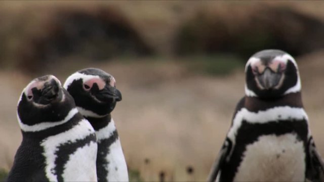 Magellanic Penguin mating call for a group of three penguins looking at the camera in Pinguinera Seno Otway in Chile