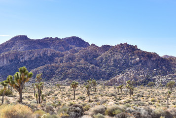 Landscape in Joshua Tree National Park