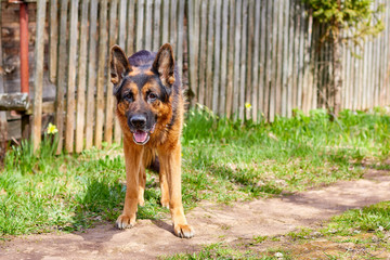 Dog German Shepherd in a village in a summer