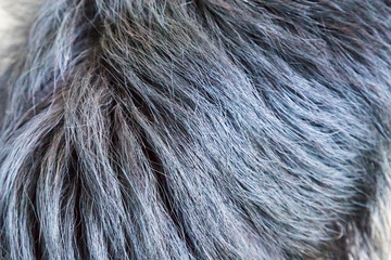 Background or texture of animal hair. Dog fur