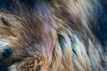 Background or texture of animal hair. Dog fur