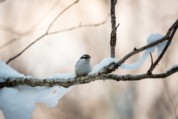 Eurasian Nuthatch Sitta europaea bird in the winter forest, sitting on a branch at sunset.