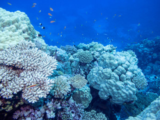 Naklejka na ściany i meble Colorful coral reef at the bottom of tropical sea, underwater landscape