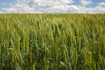 field of wheat