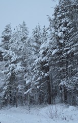 trees in snow in winter forest.