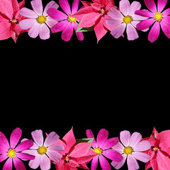 Beautiful floral background of the poinsettia and kosmeya 