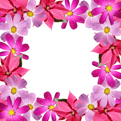 Beautiful floral background of the poinsettia and kosmeya 