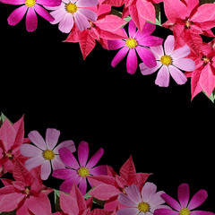 Beautiful floral background of the poinsettia and kosmeya 