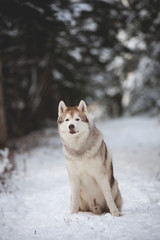 Portrait of beautiful siberian husky dog sitting on the snow path in the fairy forest in winter on fir-trees background