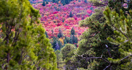Fall foliage hike