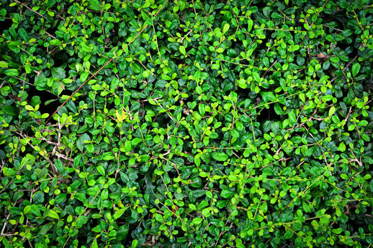 carmona retusa trees  (vahl) masam or fukien tea trees on black background