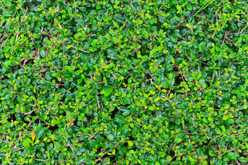 Obraz premium carmona retusa trees (vahl) masam or fukien tea trees for background