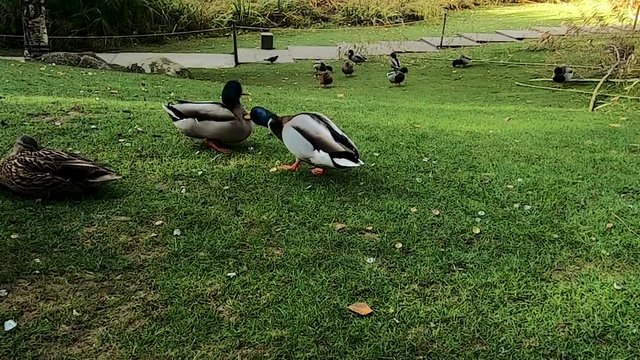 Ducks dating in the GULBENKIAN garden in Lisbon, PORTUGAL