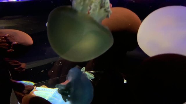 Jellyfish - Catostylus Mosaicus - Full of rainbow jellyfish at Kamon Aquarium, Japan.