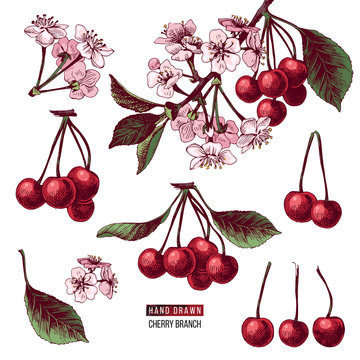 Set of cherry branches
