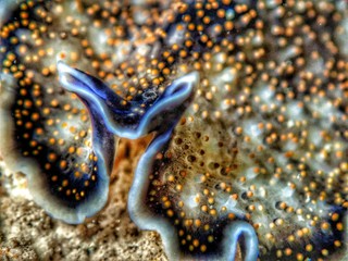 The beauty of underwater world in Sabah, Borneo.