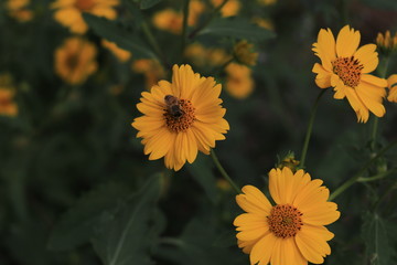 Yellow flowers with bee