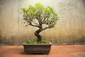 Fotobehang Kleine bonsaiboom in een tank op een ruimte met een muurachtergrond. © ArLawKa