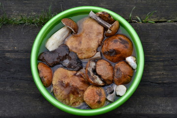 mushrooms in basket