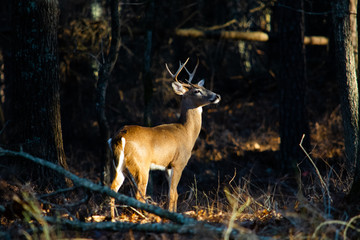 whitetail deer, a buck looking over the forest for does in heat.