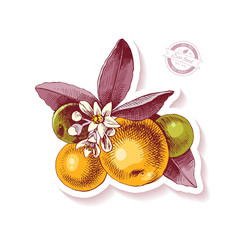 Sticker with hand drawn tangerine branch